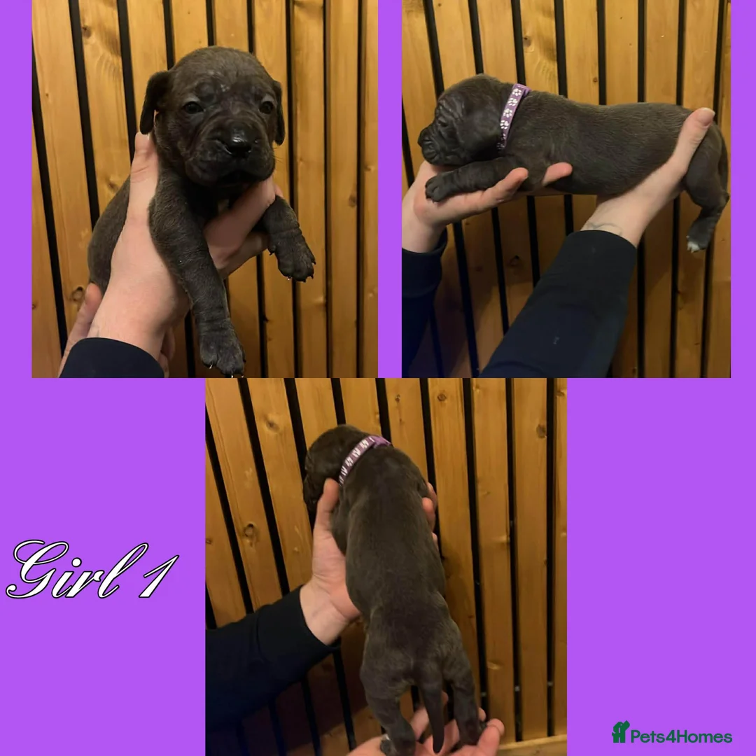 Cane Corso dogs for sale: Cane corso pups  - Advert 1