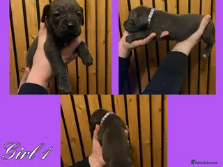 Cane Corso dogs Cane corso pups - Advert 1