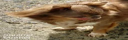 Chihuahua dogs for sale: Stunning long coat chihuahua puppies  - Advert 8