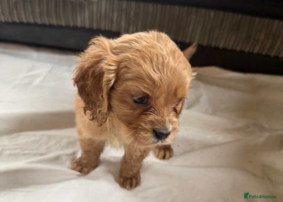 Mixed Breed dogs for sale: Mini Cavapoo puppy’s black and gold  - Advert 10
