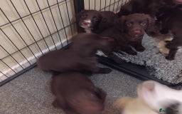 Sprocker dogs for sale: Sprockers  - Image 6