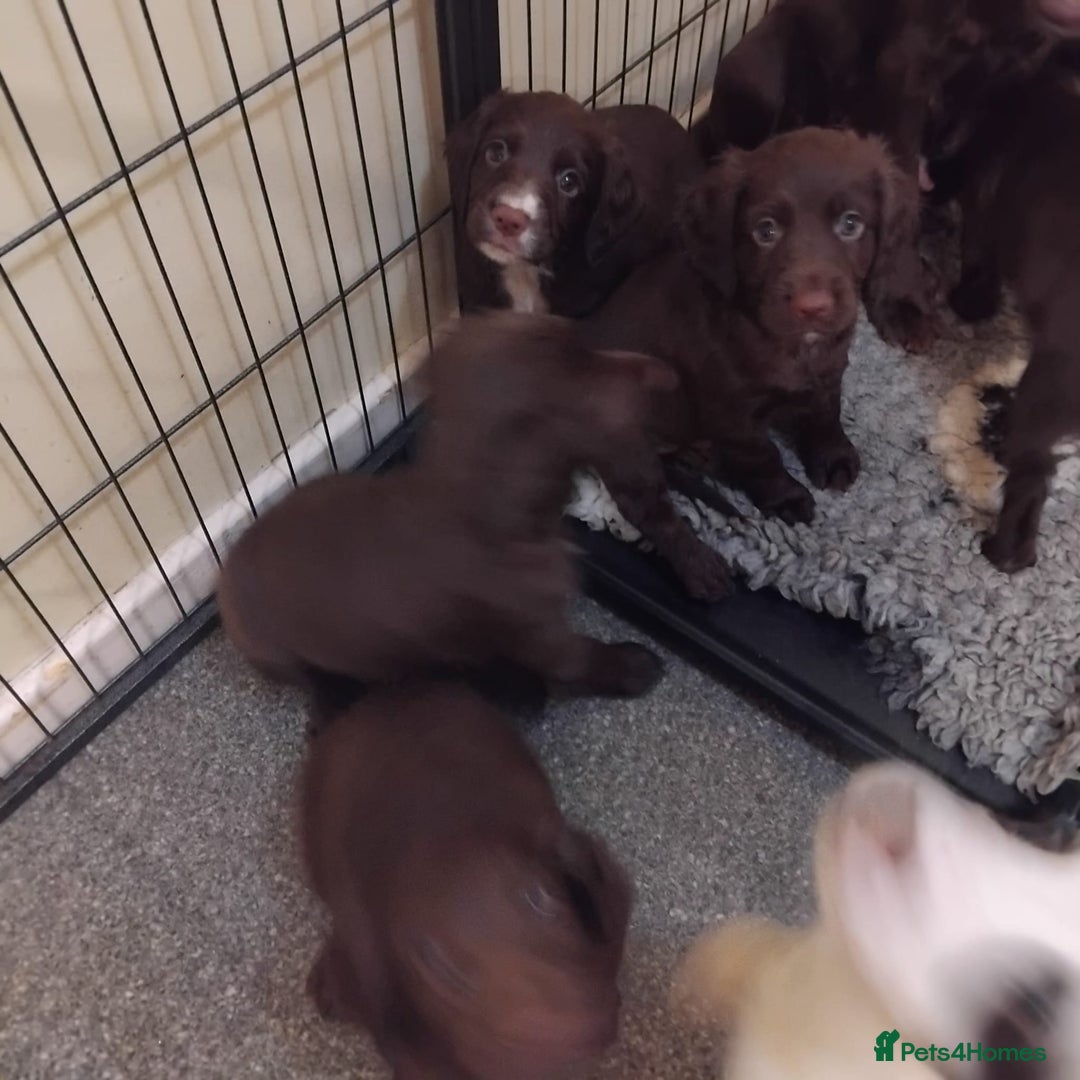 Sprocker dogs for sale: Sprockers  - Image 6