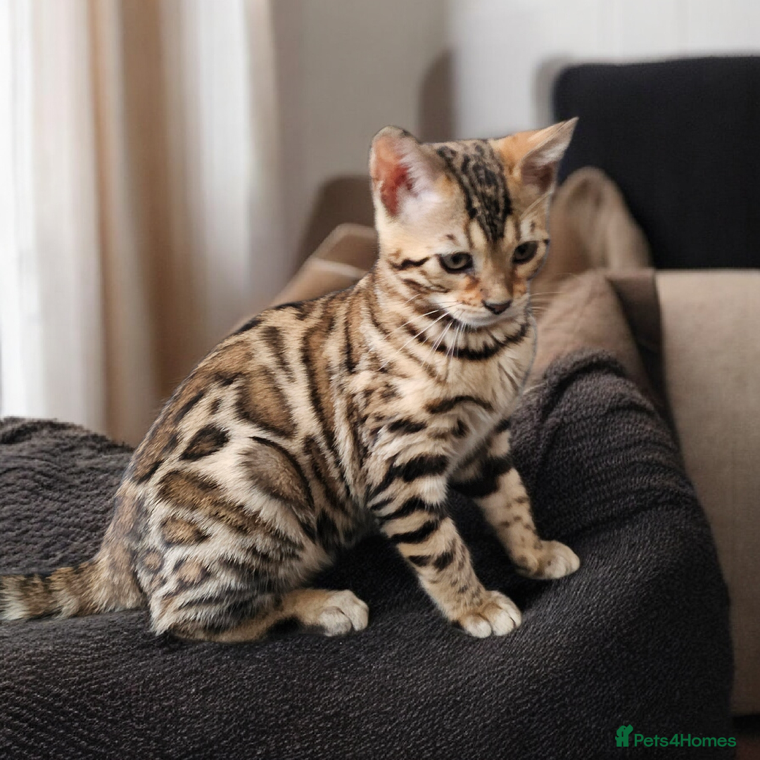 Bengal cats for sale: bengal  - Advert 2