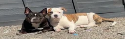 American Bully dogs for sale: Handsome boy  - Advert 4