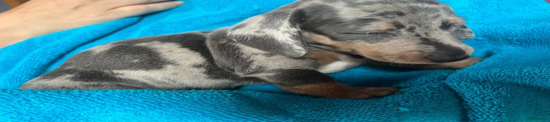 Miniature Dachshund Puppy 2