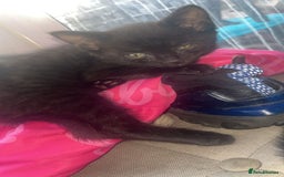 Domestic Shorthair cats for sale: 2 male kittens for sale.  - Advert 2