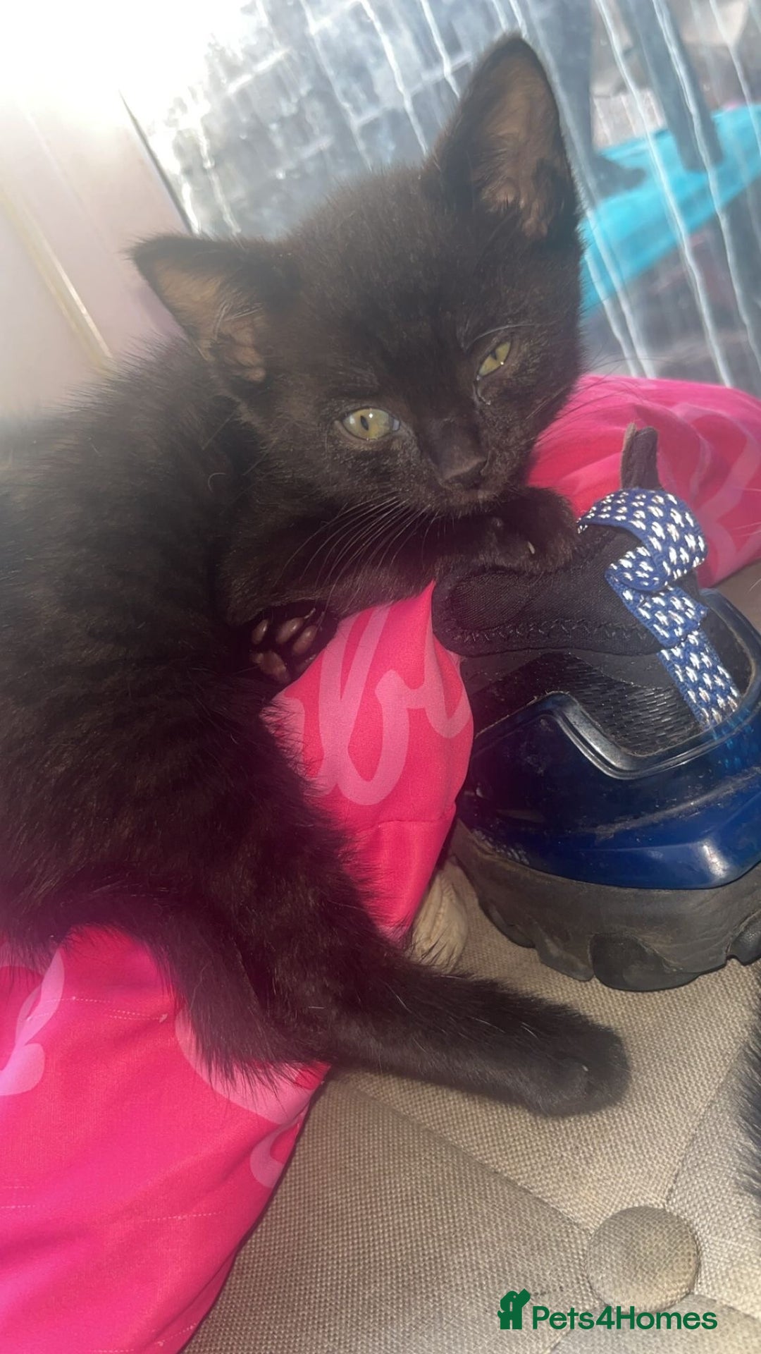 Domestic Shorthair cats for sale: 2 male kittens for sale.  - Advert 2