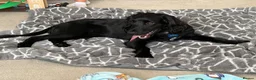 Sprocker dogs for sale: Sprocker spaniel  - Advert 7