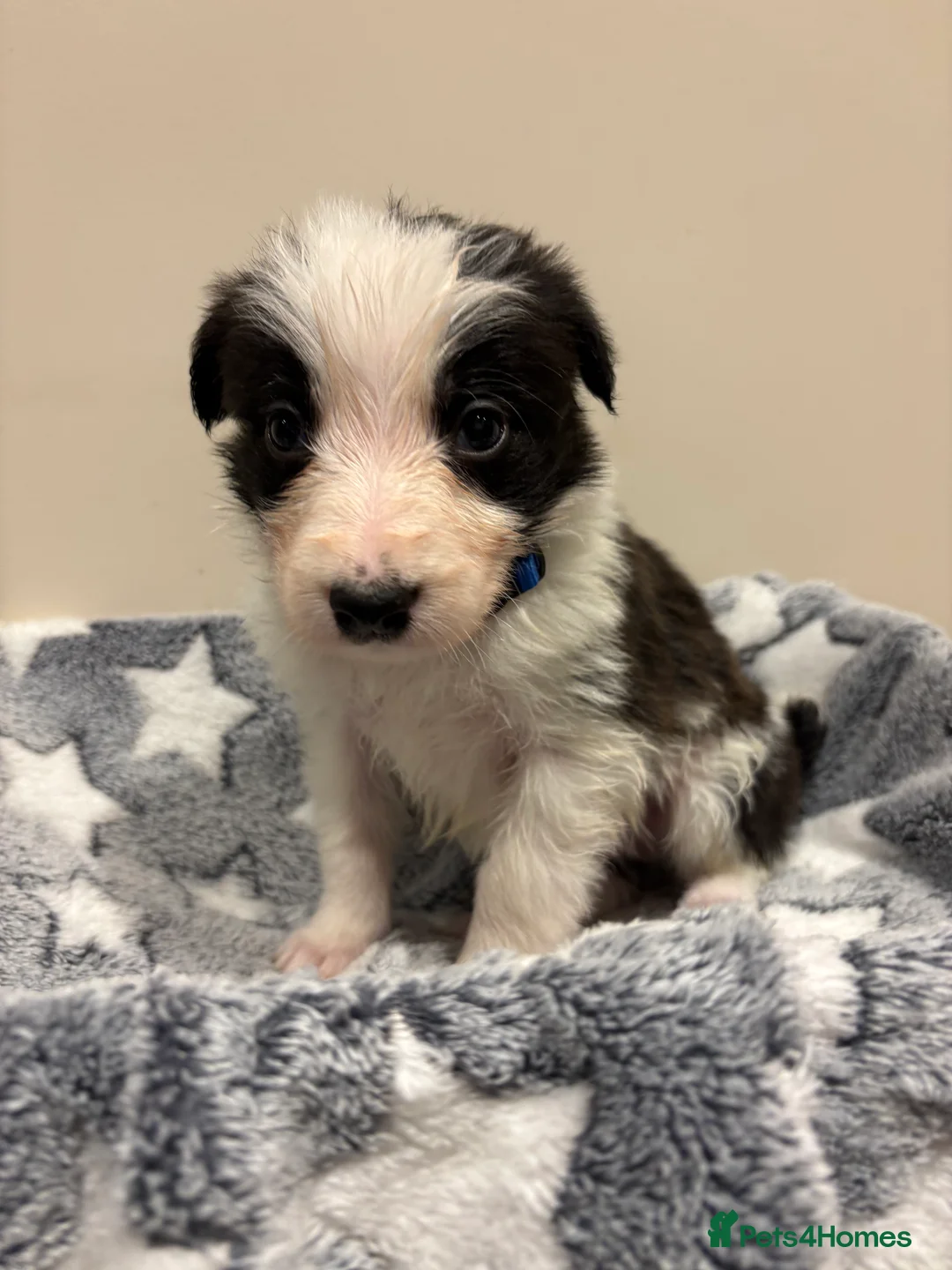 Border Collie dogs for sale: ⭐️ Border Collie Puppies ⭐️ - Advert 7