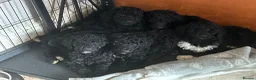 Standard Poodle dogs for sale: REDUCED TWO BOYS SOLD ONE GIRL SOLD stunning pups  - Advert 15