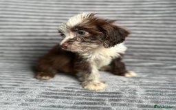 Cockapoo dogs for sale: Beautiful cockapoos looking for forever homes - Image 10