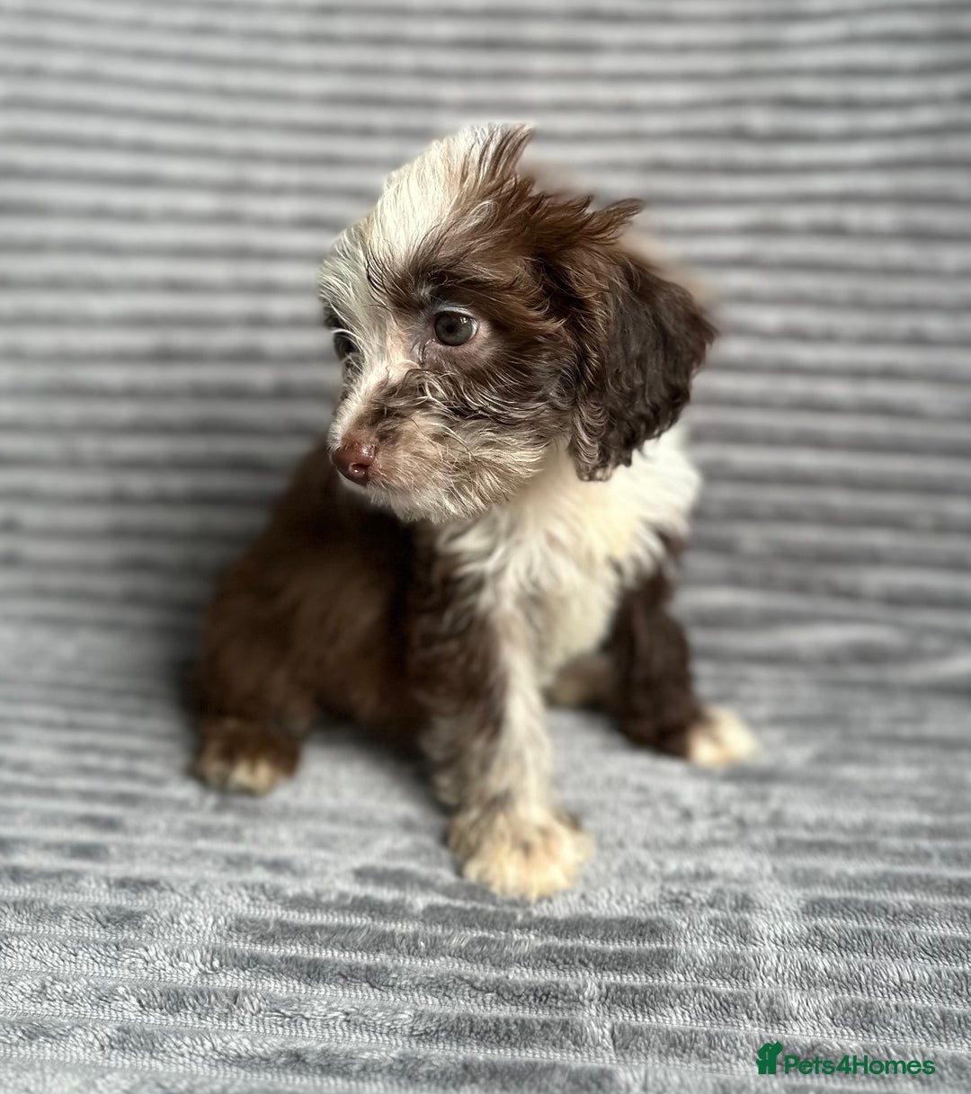 Cockapoo dogs for sale: Beautiful cockapoos looking for forever homes - Image 10