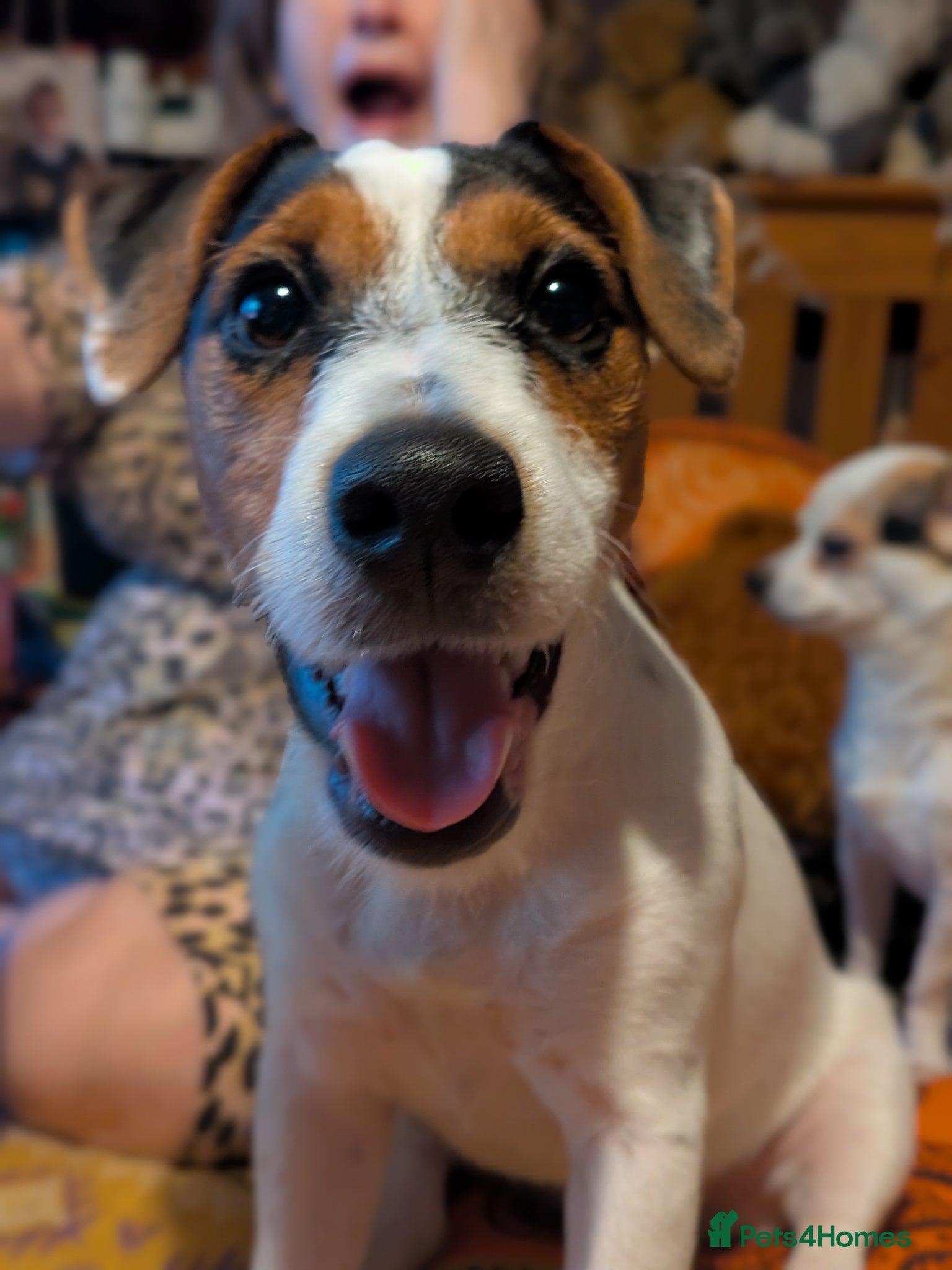 Jack Russell dogs Stunning jack Russell puppies - Advert 1