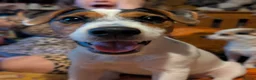 Jack Russell dogs for sale: Stunning jack Russell puppies - Advert 1