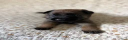 Belgian Shepherd Dog dogs for sale: EXCEPTIONAL WORKING LINE SHEPHERDS! - Advert 21