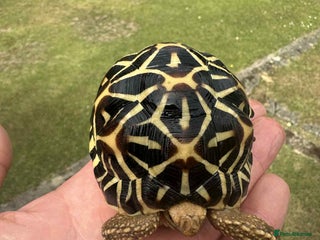 Tortoise reptiles - Advert 29