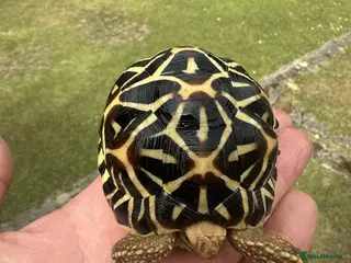 Tortoise reptiles Indian Star Tortoises - Advert 16