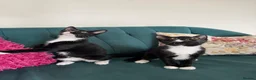 Domestic Shorthair cats for sale: Beautiful Kittens Ready for Their Forever Homes! - Advert 11