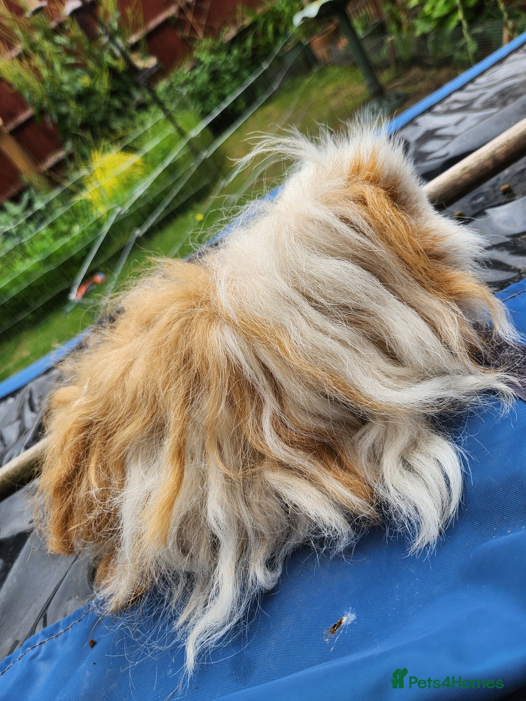 Guinea Pig rodents for sale: Gorgeous long haired male guinea pig  - Advert 2