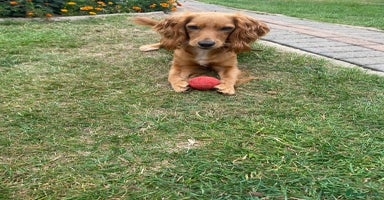Cocker Spaniel dogs - Advert 2