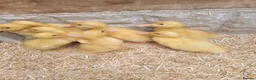 Ducks poultry for sale: Cherry ducklings in Normanton - Advert 2