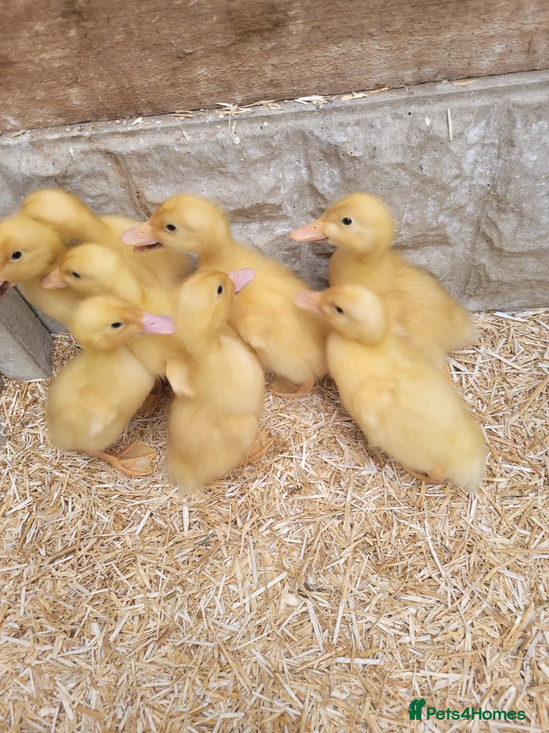 Ducks poultry for sale: Cherry ducklings in Normanton - Advert 2