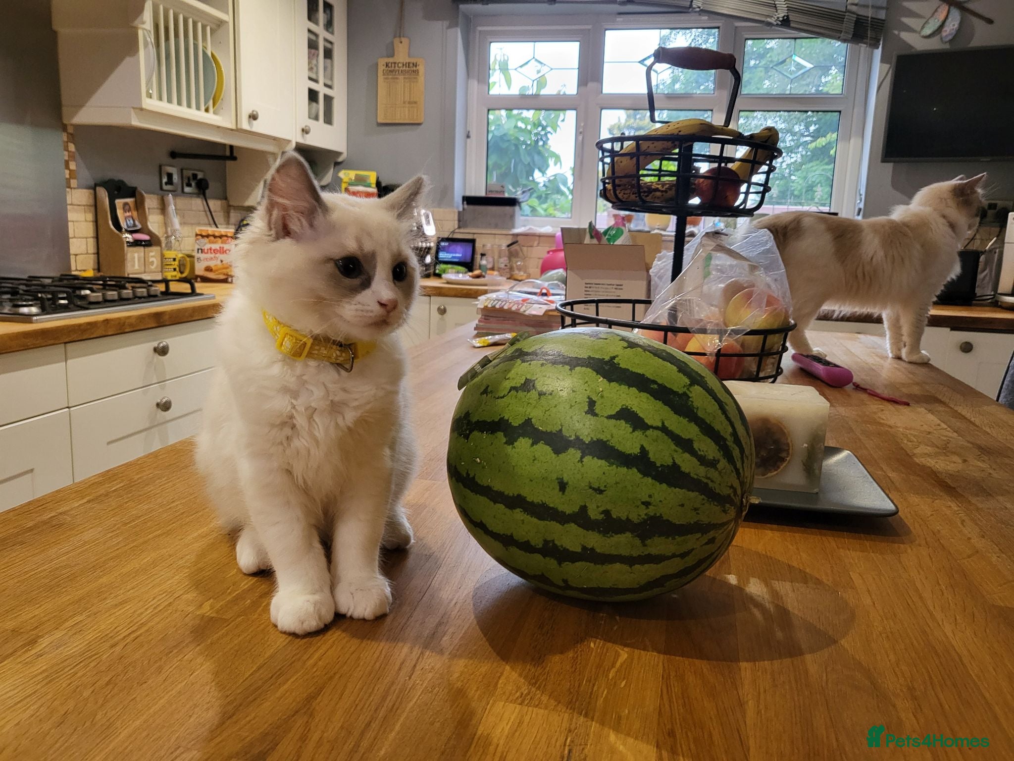 Ragdoll cats Exquisite pure ragdoll kittens  - Advert 1