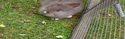 Lionhead rabbits for sale: Adorable baby purebred lionhead bunnies  - Advert 6