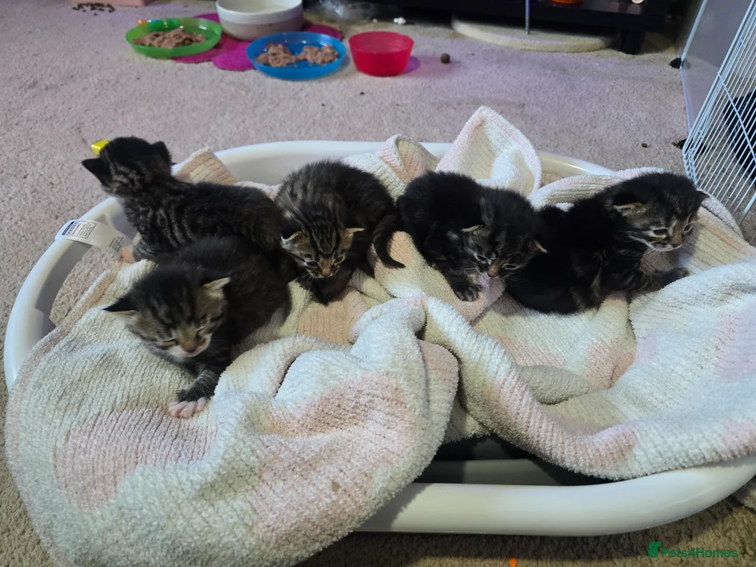 Mixed Breed cats for sale: Four Tabby Boys Available  - Advert 8