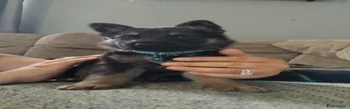 German Shepherd 3