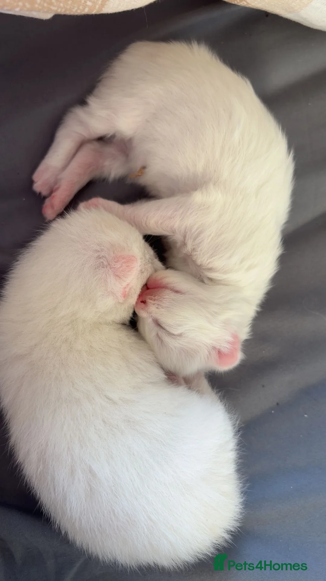 Mixed Breed cats for sale: Two white kittens  in Bracknell - Advert 2