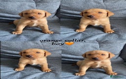 Labrador Retriever dogs for sale: Labrador Retriever Fox Red KC Registered  - Image 2
