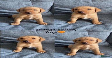 Labrador Retriever dogs - Advert 4