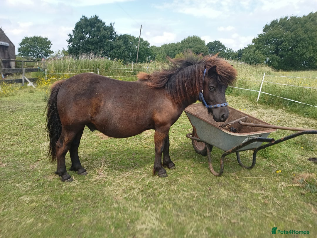 Shetland pony horses for sale: Shetlands for sale  - Advert 5