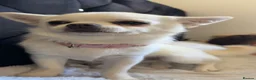 Chihuahua dogs for sale: 2 lovely chihuahuas for sale  in East Grinstead - Advert 3