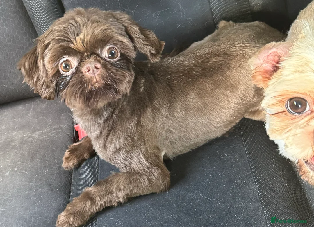 Shih Tzu dogs for stud: stunning chocolate stud boy  in Saint Helens - Advert 2