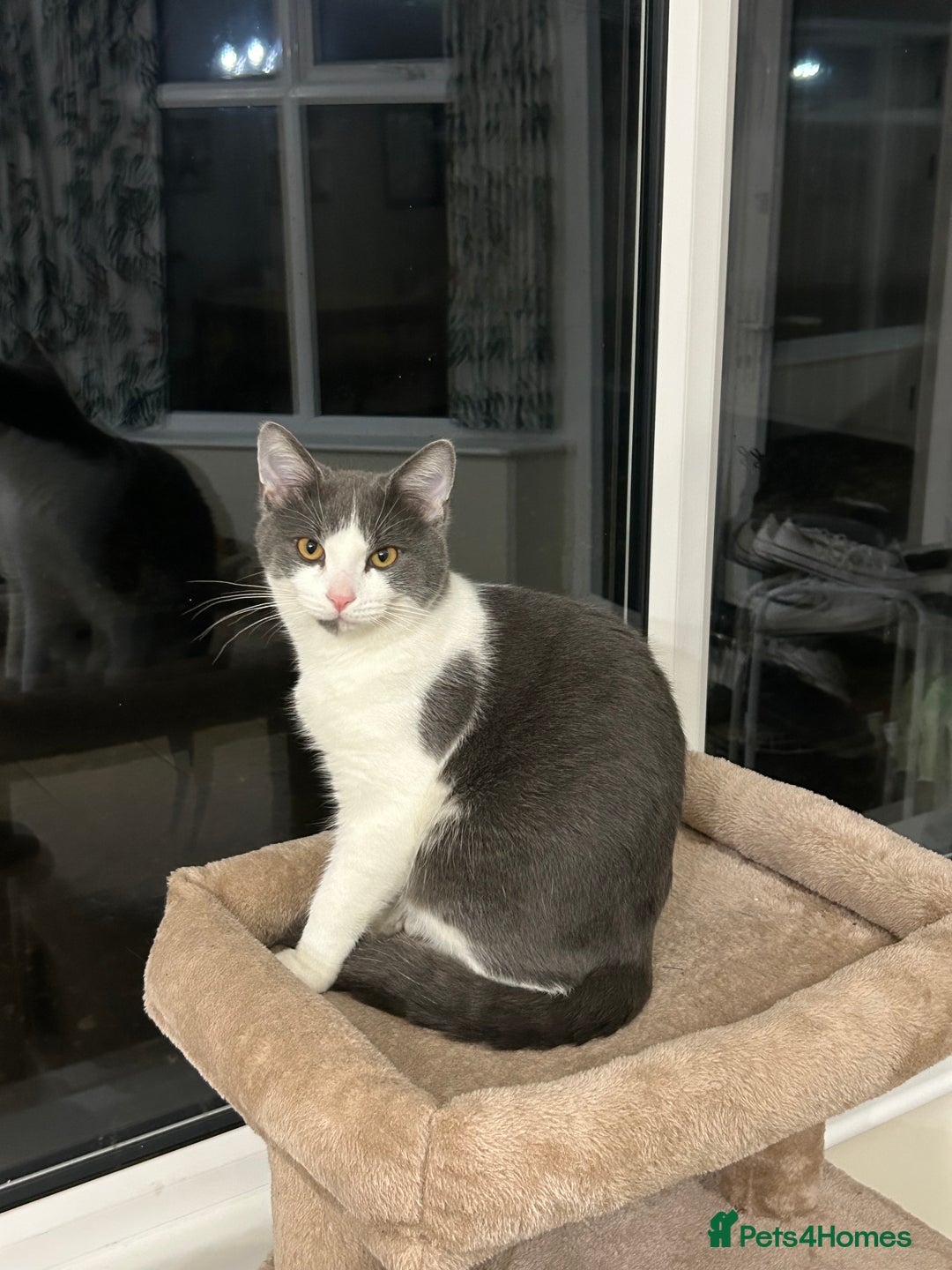 Ragdoll cats for sale: Beautiful Ragdoll x BSH - Advert 1