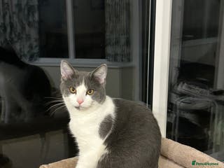 Ragdoll cats Beautiful Ragdoll x BSH - Advert 1