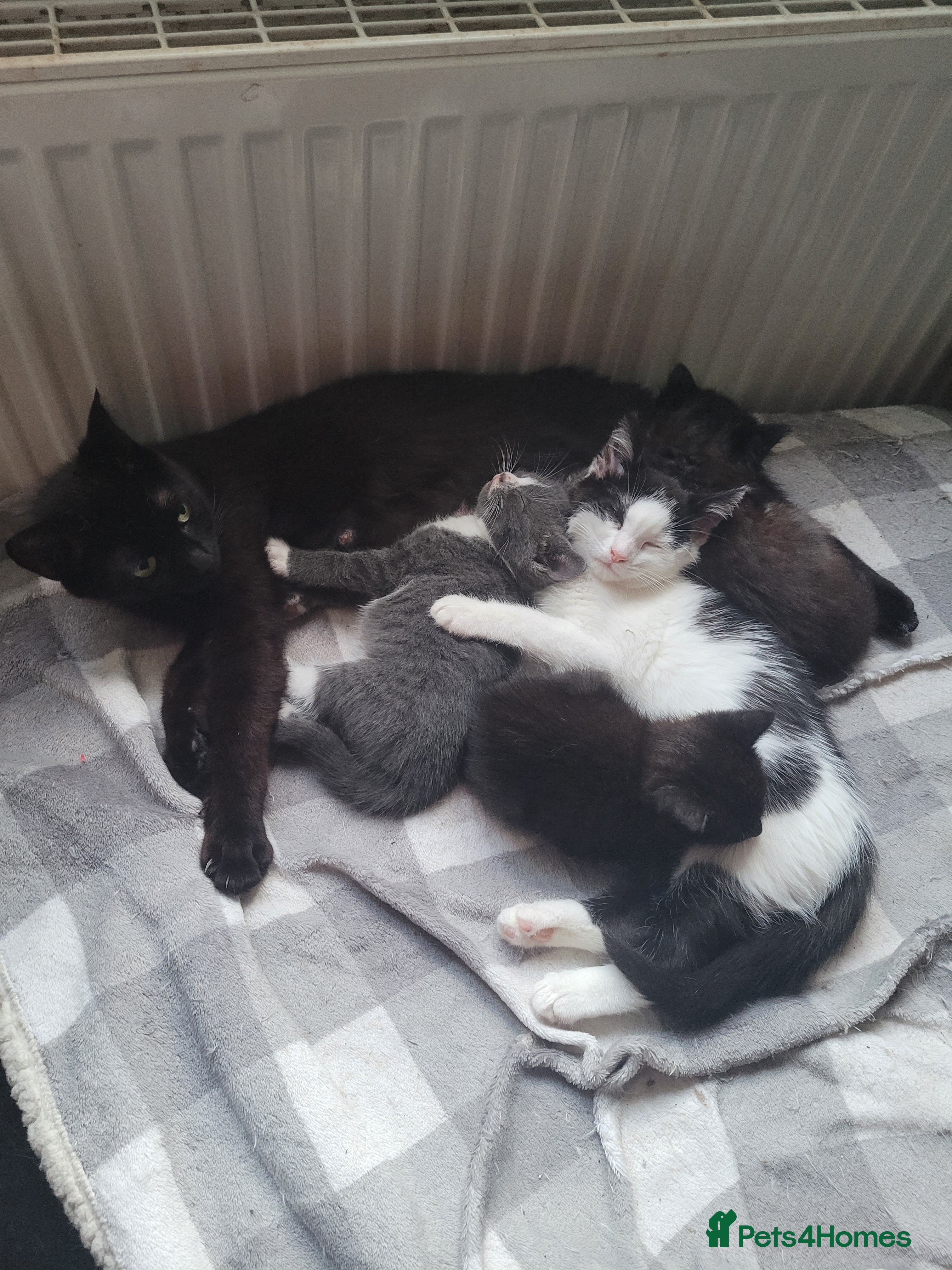 Russian Blue cats Russian Blue x Main coon - Advert 15