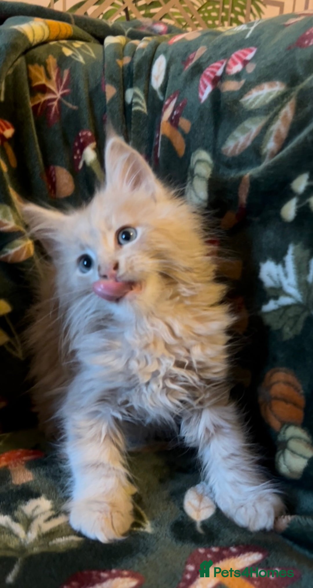 Maine Coon cats for sale: Maine Coon Kittens TICA  - Image 6