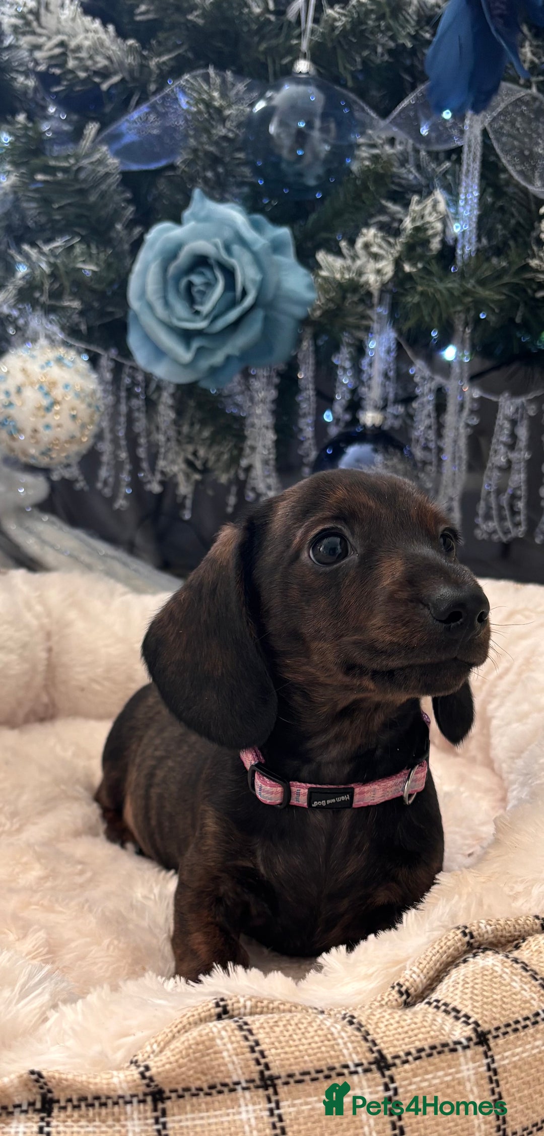 Miniature Dachshund dogs for sale: Miniature smooth dachshund puppy - Advert 3