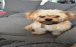 Mixed Breed dogs for sale: Pulled cross poodle dog - Image 1