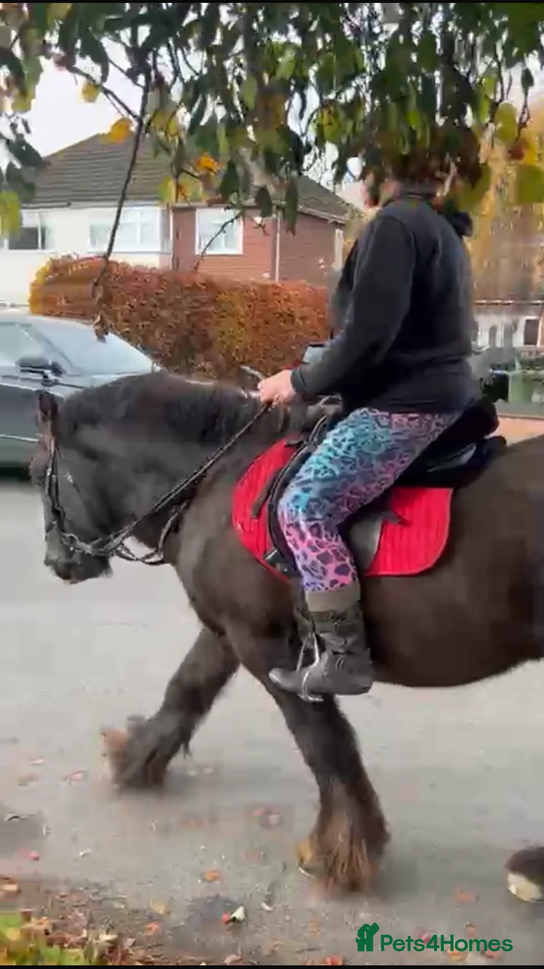 Irish Cob horses for sale: Traditional cob 15’2hh - Advert 9