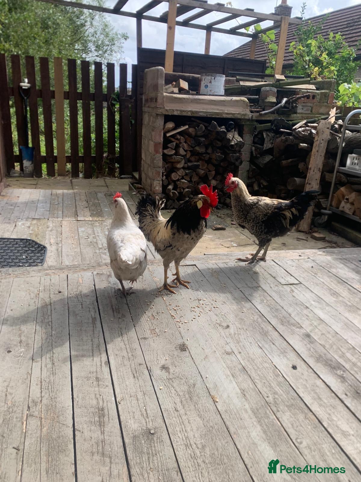 Chickens poultry Hens and rooster for sale with tha coop - Advert 2