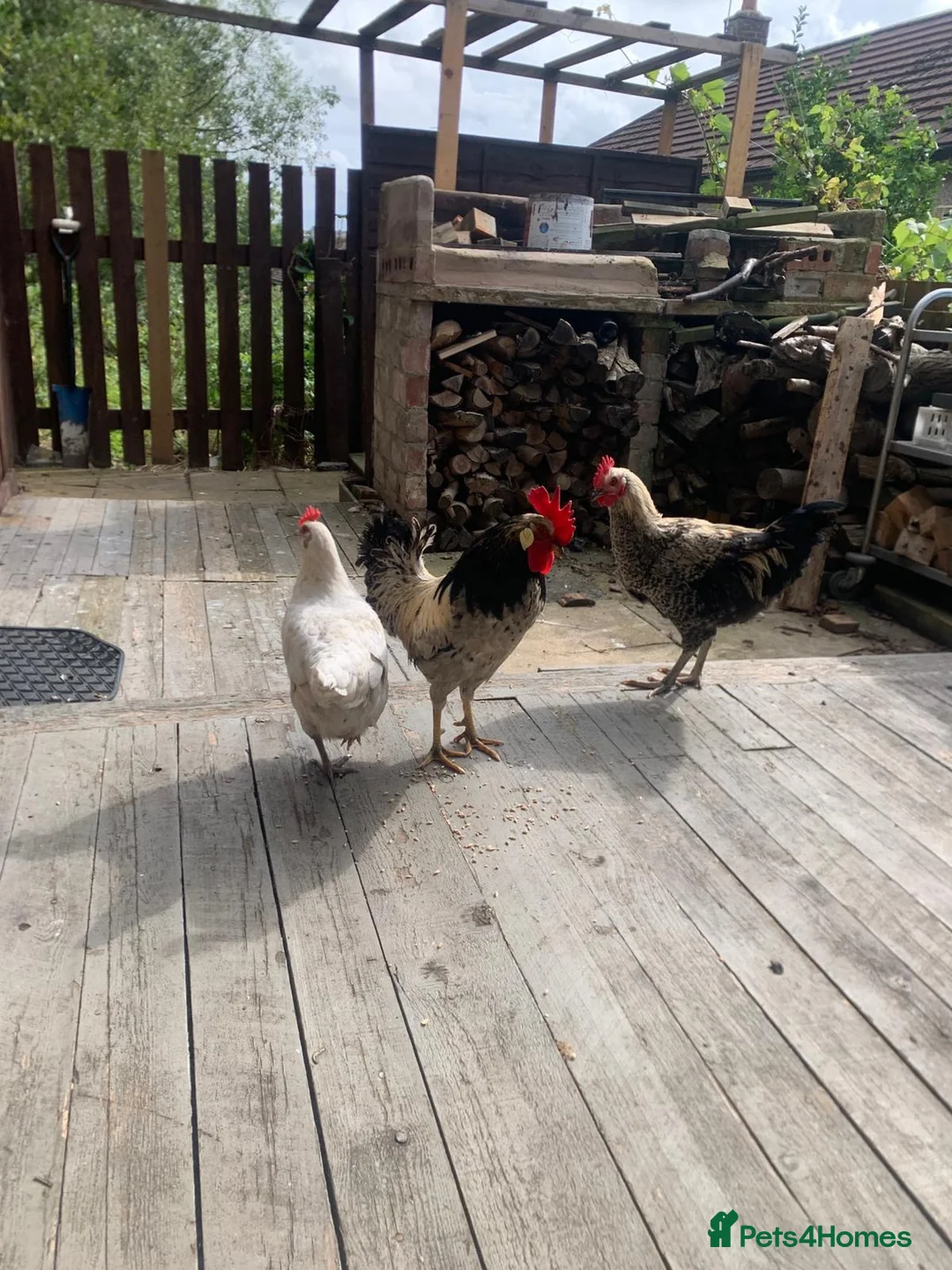 Chickens poultry for sale: Hens and rooster for sale with tha coop - Advert 1