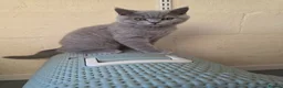 British Shorthair cats for sale: Only 1 burgundy boy left - Advert 14