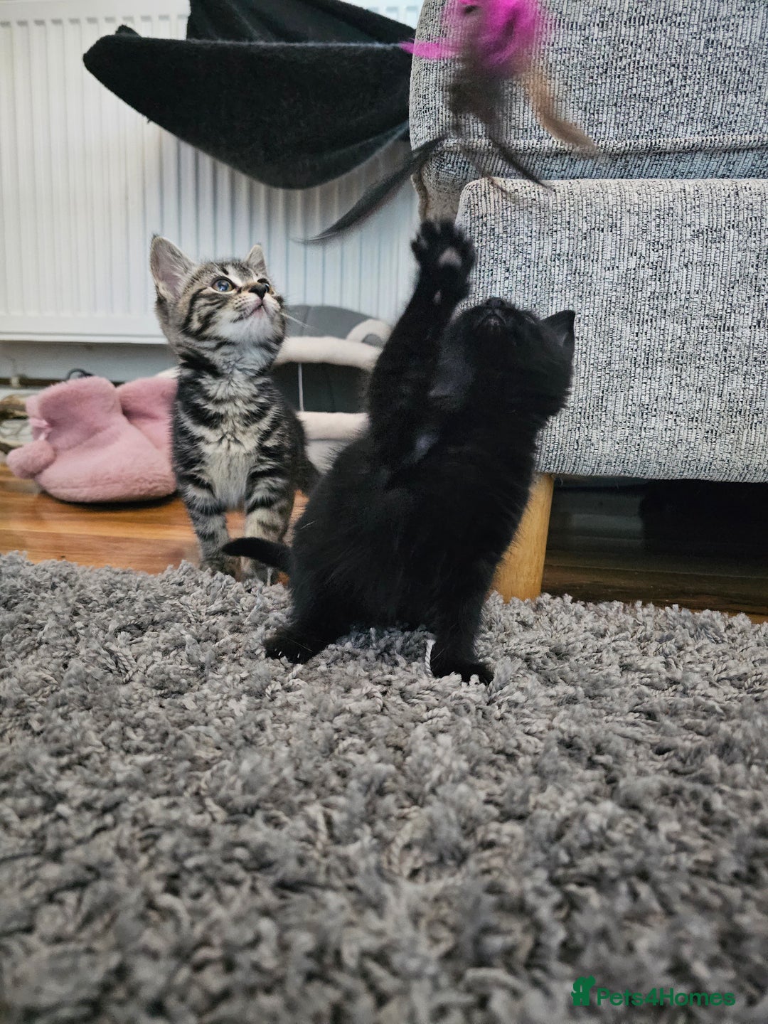 Mixed Breed cats for sale: 4 Gorgeous Bombay-Heritage Kittens- Litter Trained - Advert 20