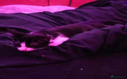 Mixed Breed cats for sale: Chocolate chip and Oreo in Enfield - Image 16