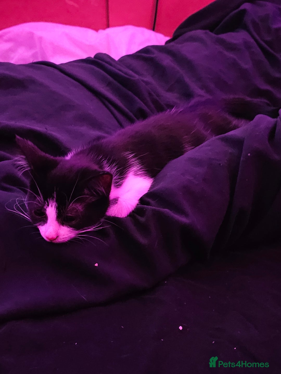 Mixed Breed cats for sale: Chocolate chip and Oreo in Enfield - Image 16