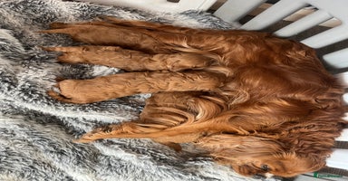 Cavapoo dogs - Advert 2
